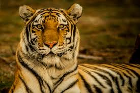 Understand Ranthambore Safari Timings To Witness Tigers